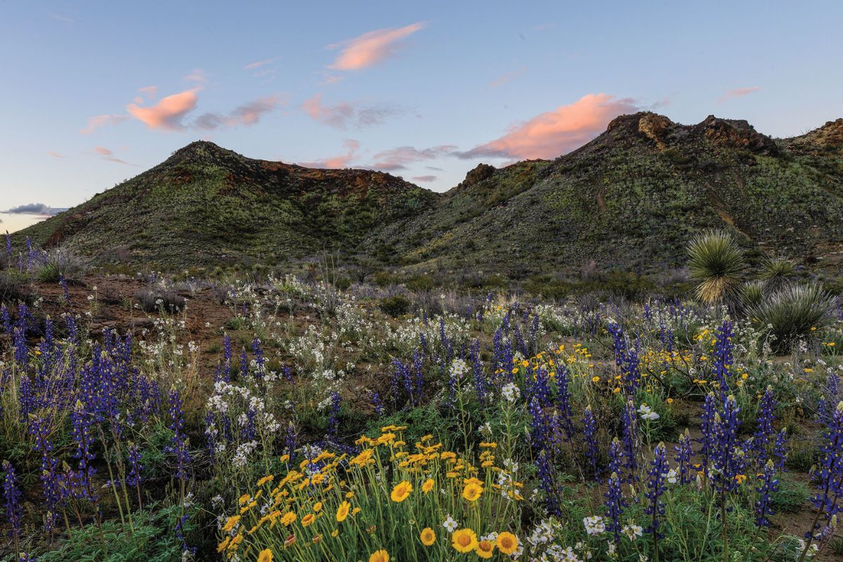 Secrets-Of-Texas8217-Big-Bend-Wildflower-Meadows secrets-of-texas-big-bend-wildflower-meadows