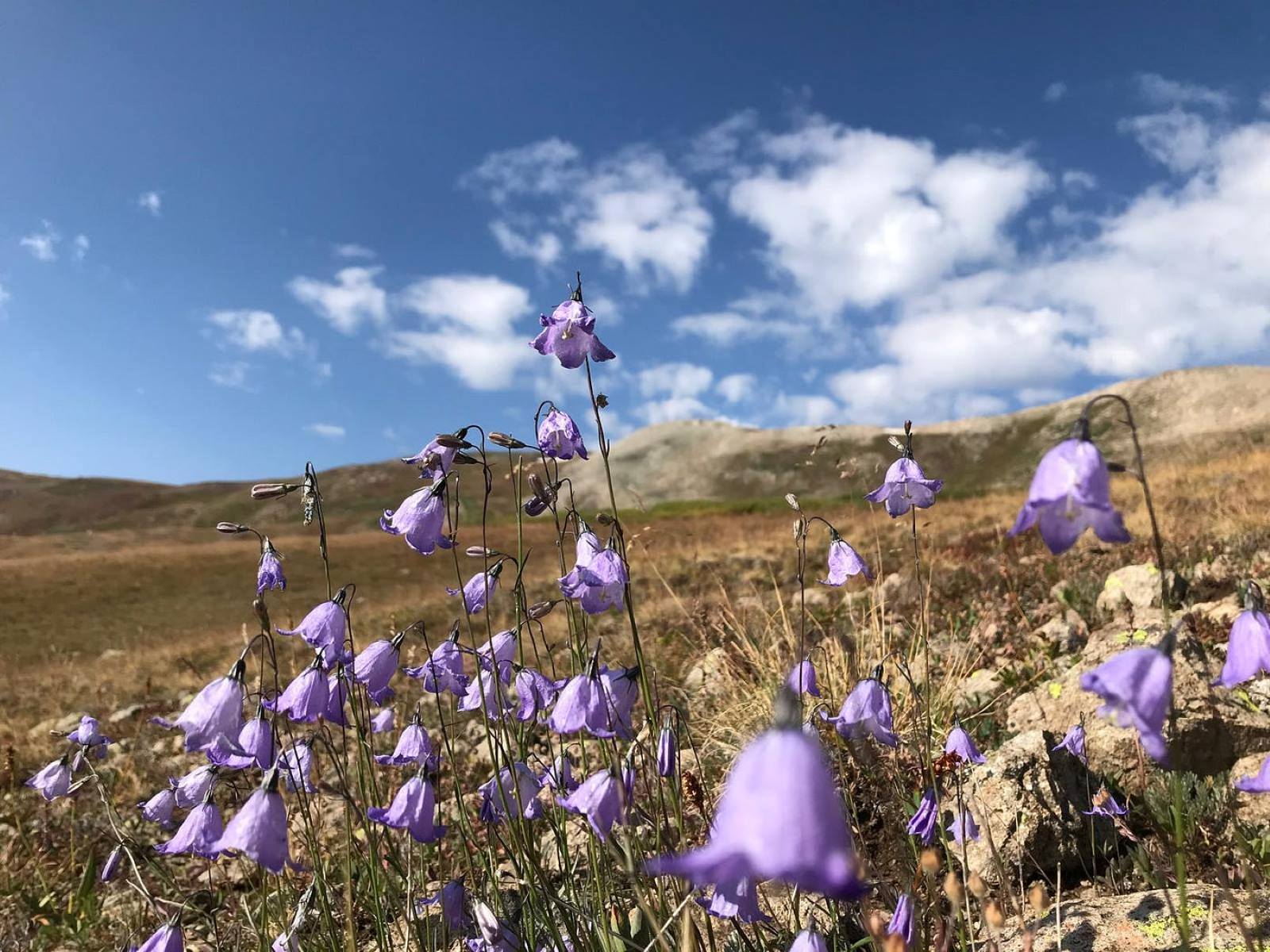 Secrets-Of-The-Harebell-Hollows-In-Alpine-Meadows secrets-of-the-harebell-hollows-in-alpine-meadows