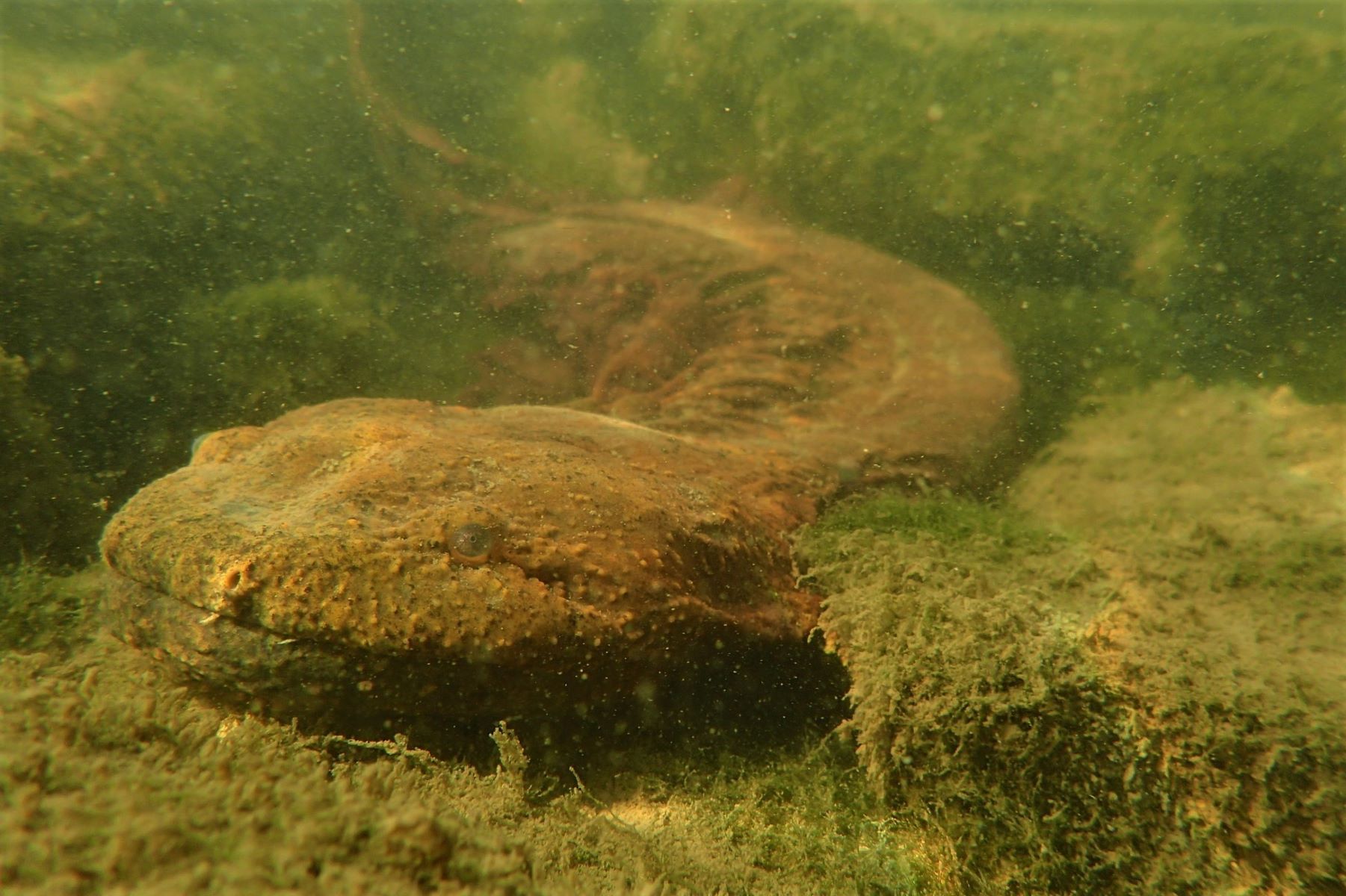 Secrets-Of-The-Hellbender-Hollows-In-Mountain-Streams secrets-of-the-hellbender-hollows-in-mountain-streams