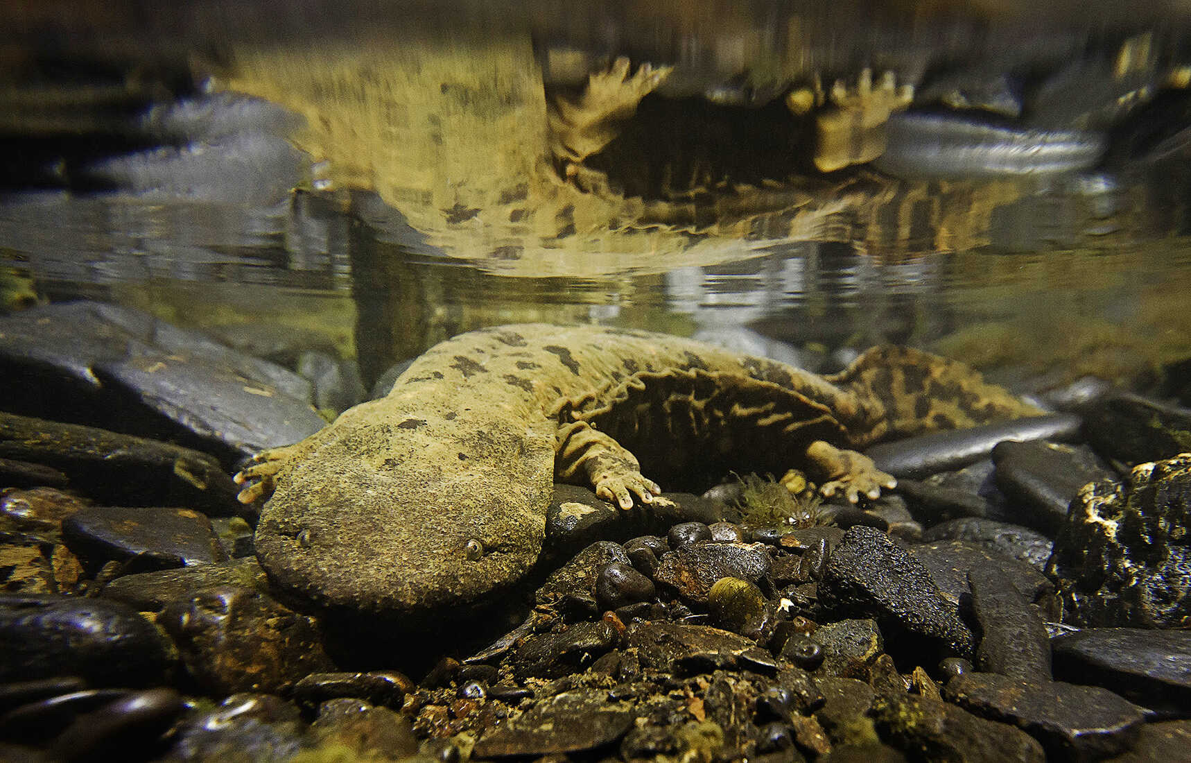 Secrets-Of-The-Hellbender-Hollows-In-The-Appalachian-Alcoves secrets-of-the-hellbender-hollows-in-the-appalachian-alcoves