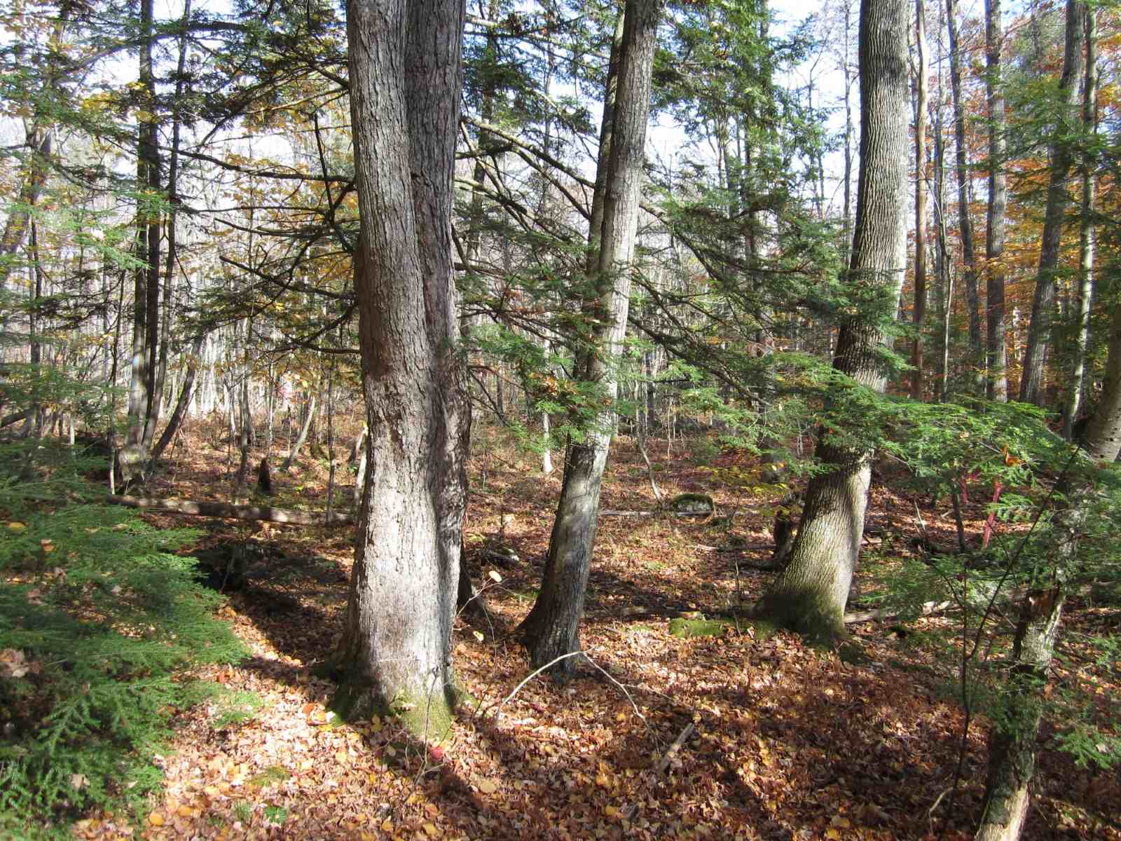Secrets-Of-The-Hidden-Hemlock-Groves-In-The-Appalachian-Mountains secrets-of-the-hidden-hemlock-groves-in-the-appalachian-mountains