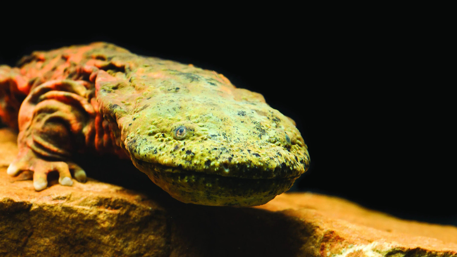 Secrets-Of-The-Ozark-Hellbender-Streams secrets-of-the-ozark-hellbender-streams