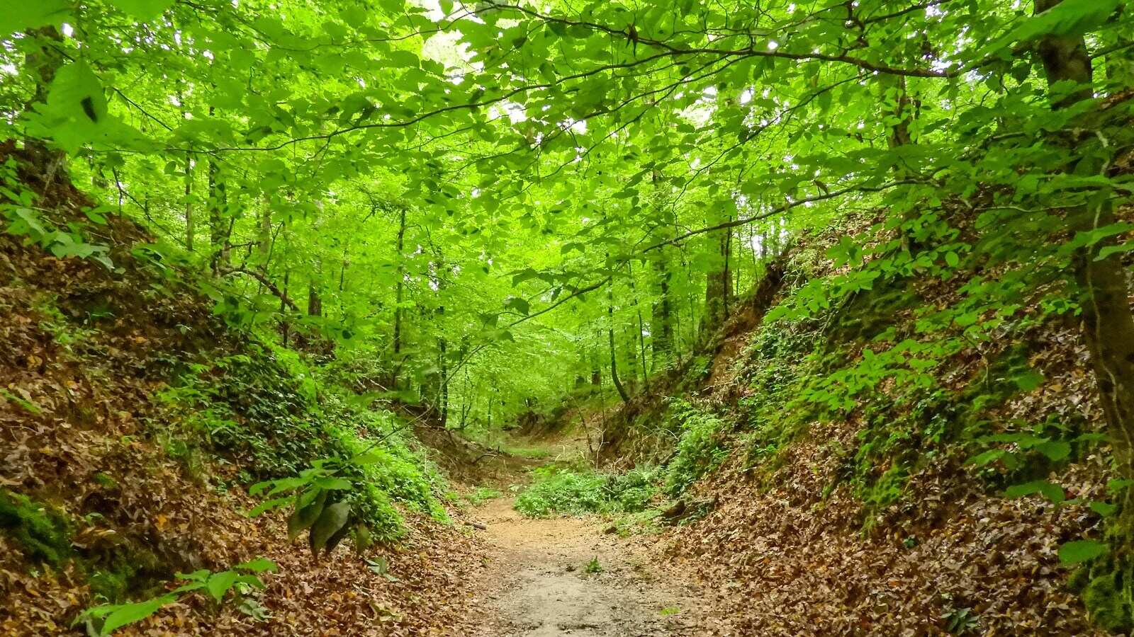 Secrets-Of-The-Sunken-Roads-On-The-Natchez-Trace secrets-of-the-sunken-roads-on-the-natchez-trace