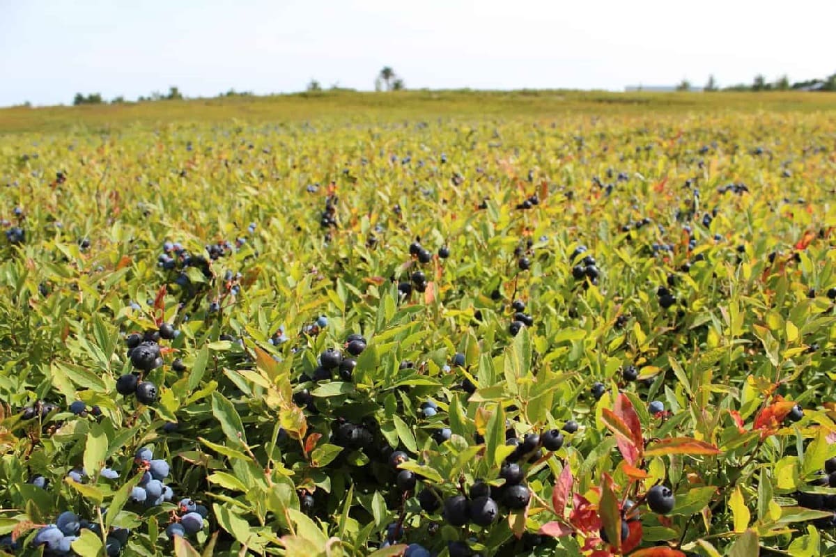 Secrets-Of-The-Wild-Blueberry-Barrens-In-Cape-Breton-Highlands secrets-of-the-wild-blueberry-barrens-in-cape-breton-highlands