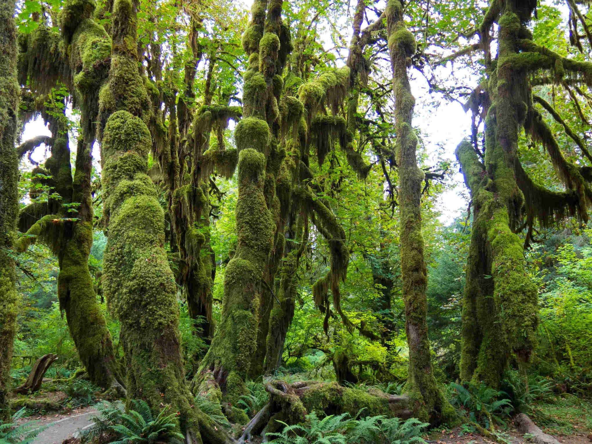 Secrets Of Washington s Hoh Rainforest Logs TouristSecrets Secrets Of Washington s Hoh Rainforest Logs TouristSecrets