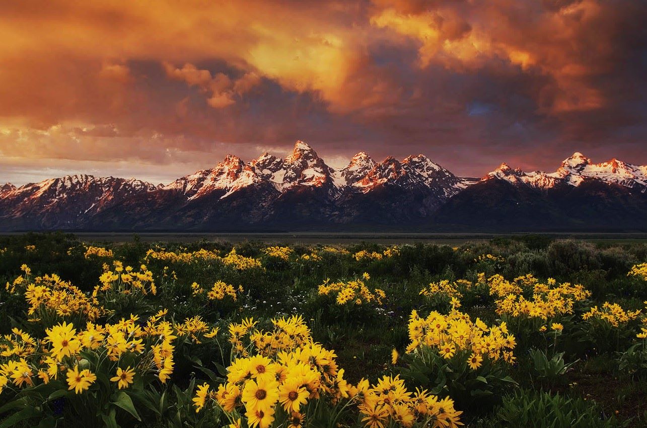 Secrets-Of-Wyoming8217s-Whispering-Wildflower-Meadows secrets-of-wyomings-whispering-wildflower-meadows
