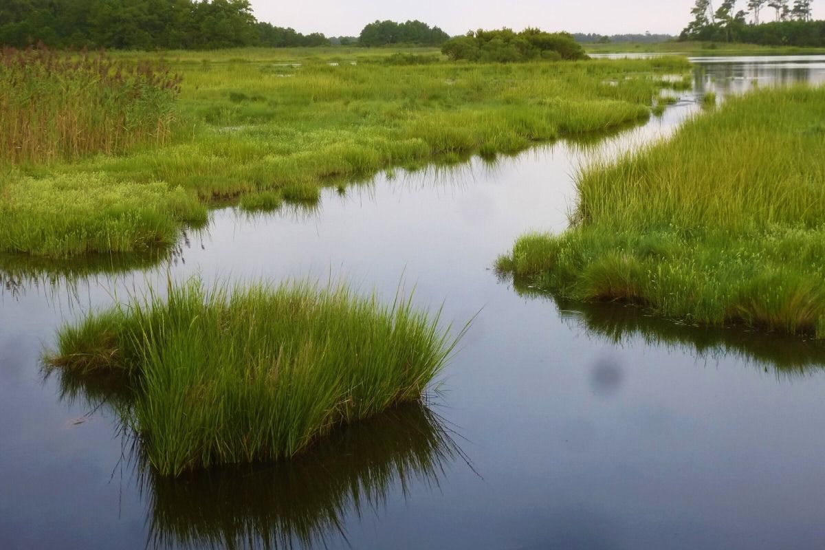 Silent-Saltwort-Shores-And-Tidal-Treasures silent-saltwort-shores-and-tidal-treasures