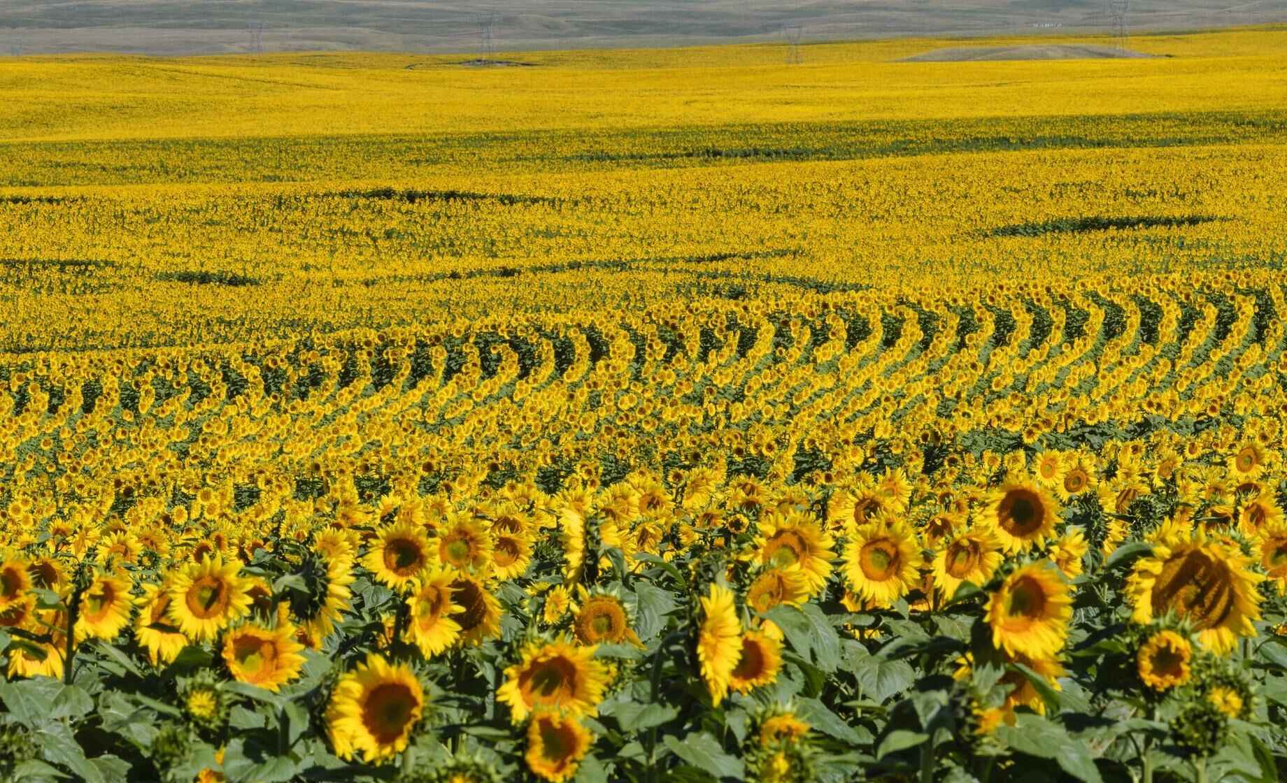 silent-sunflower-seas-in-south-dakotas-badlands