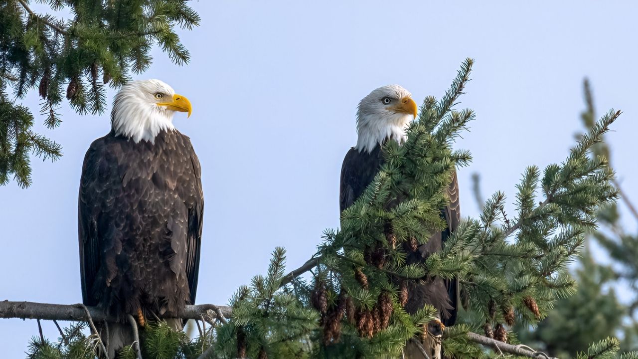 soar-with-eagles-at-the-national-eagle-center