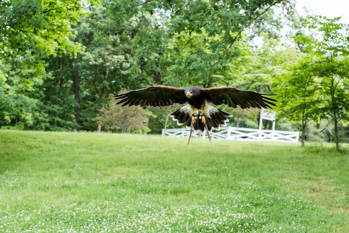 Soar-With-Falcons-At-The-Greenbrier soar-with-falcons-at-the-greenbrier