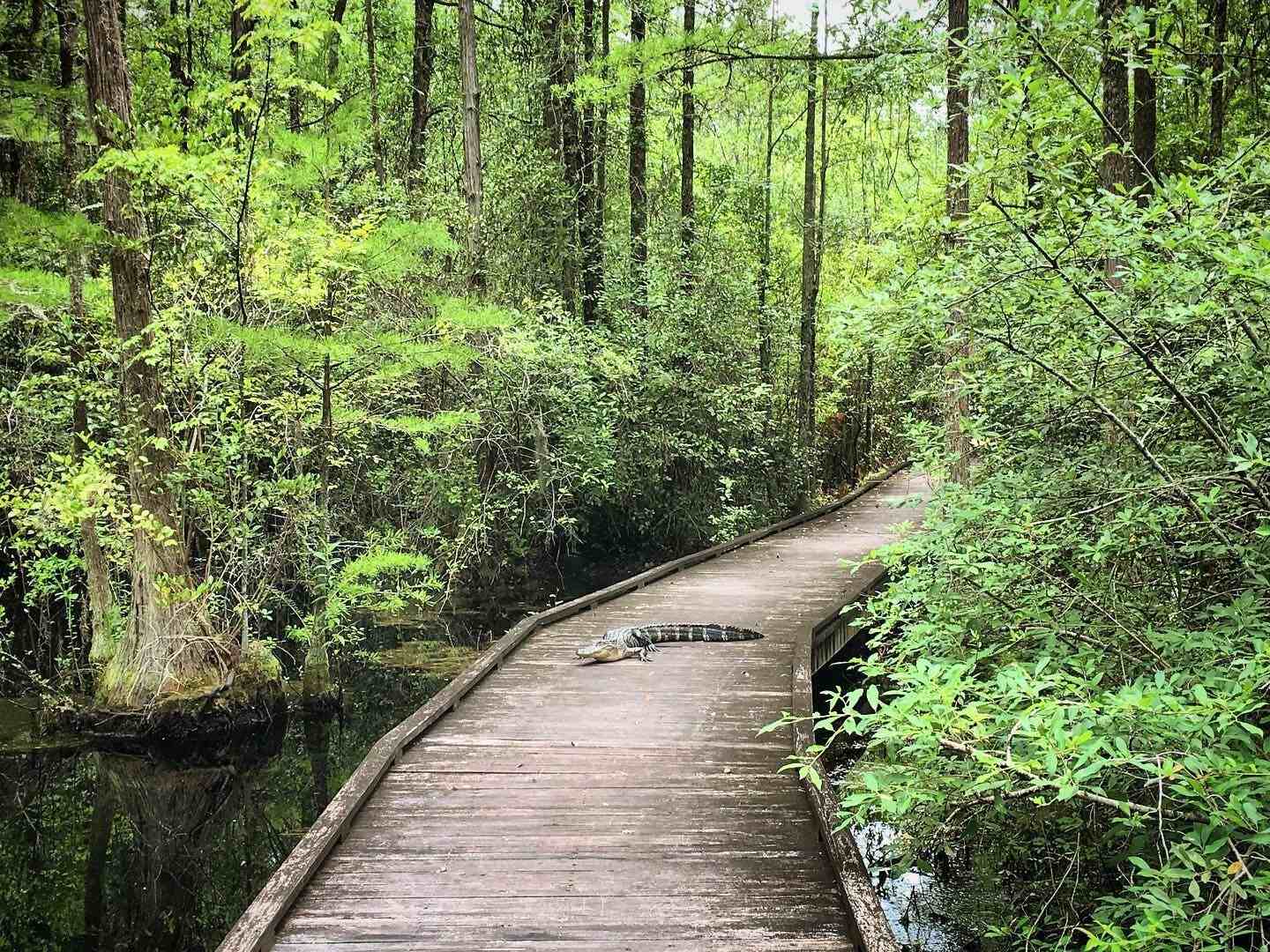 south-carolinas-mysterious-woods-bay-ecosystem