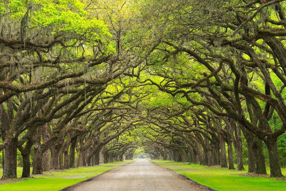 Stroll-Through-Wormsloe8217s-Enchanting-Oak-Lined-Avenue stroll-through-wormsloes-enchanting-oak-lined-avenue