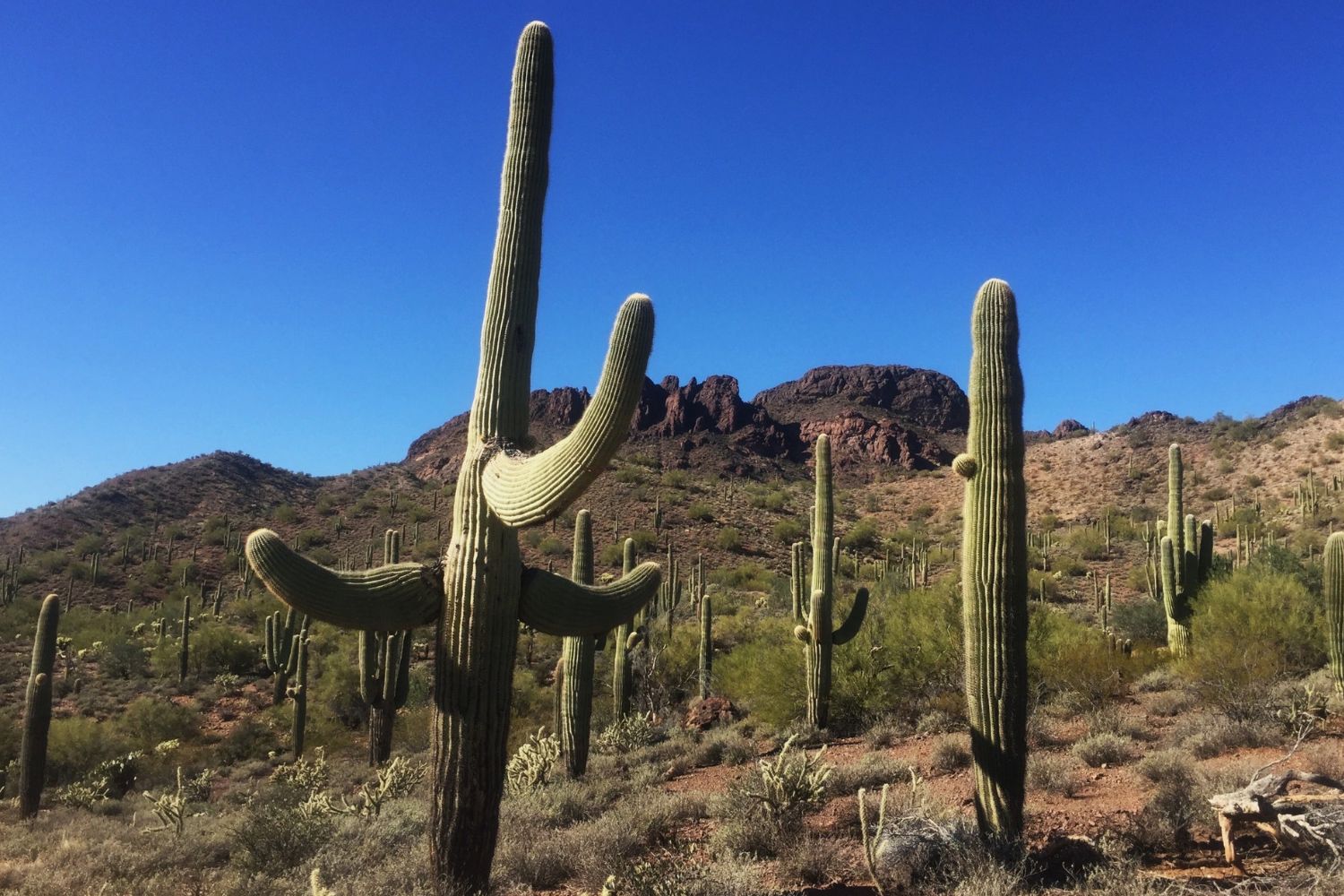 Tales-Of-The-Desert-In-Wickenburg-Arizona tales-of-the-desert-in-wickenburg-arizona