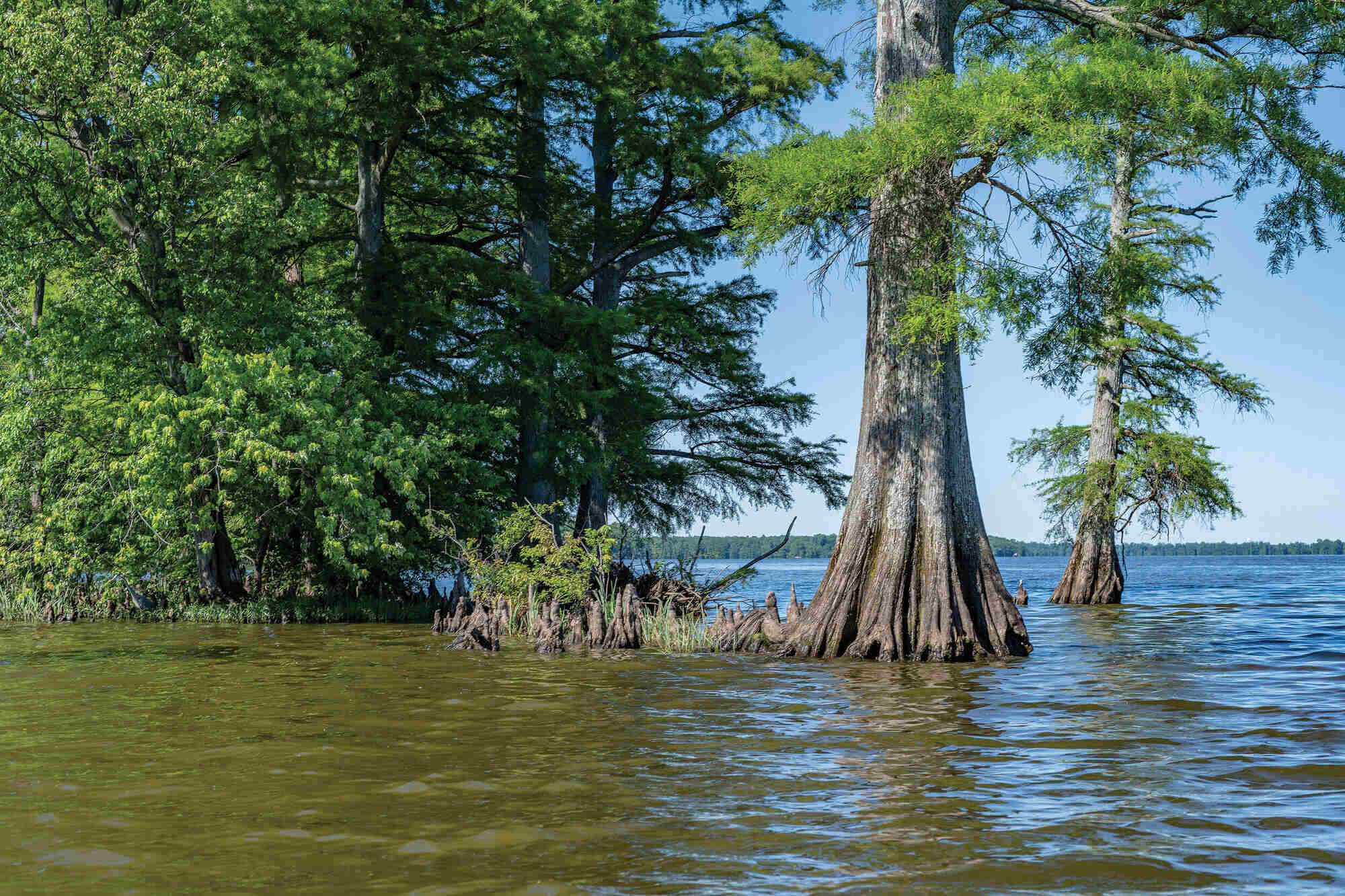 Tennessee8217s-Mysterious-Earthquake-Lake-With-Cypress-Trees tennessees-mysterious-earthquake-lake-with-cypress-trees