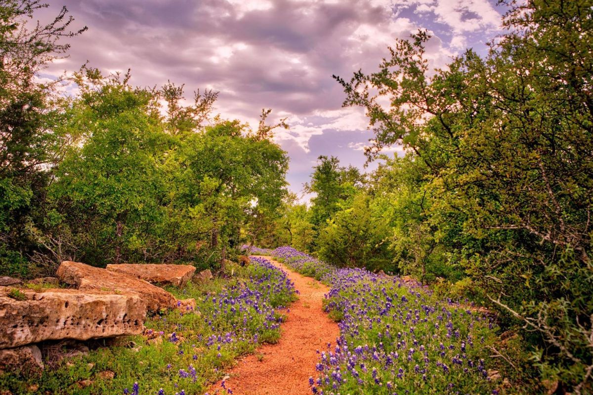 Texas8217-Secret-Wildflower-Trails-Spring-Blooms-Beyond-Bluebonnets texas-secret-wildflower-trails-spring-blooms-beyond-bluebonnets