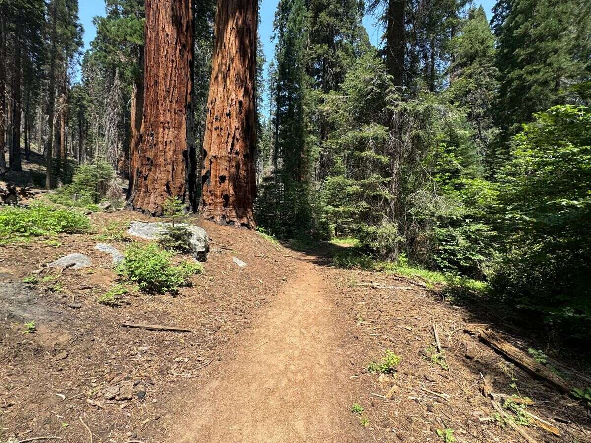 The-Secret-Trails-Of-California’s-Sequoia-Forests the-secret-trails-of-californias-sequoia-forests