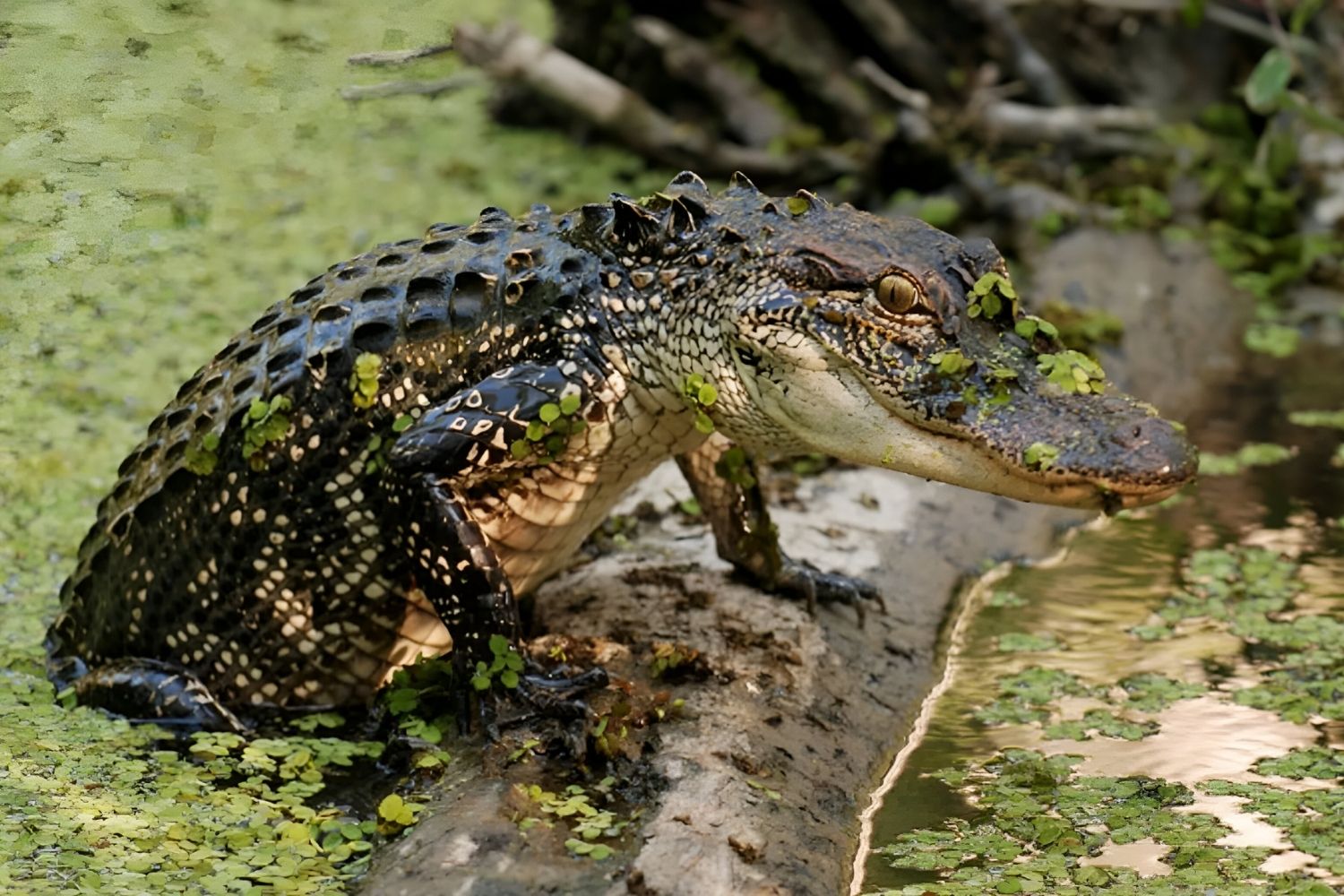 Thrilling-Gator-Encounters-At-Honey-Island-Swamp thrilling-gator-encounters-at-honey-island-swamp
