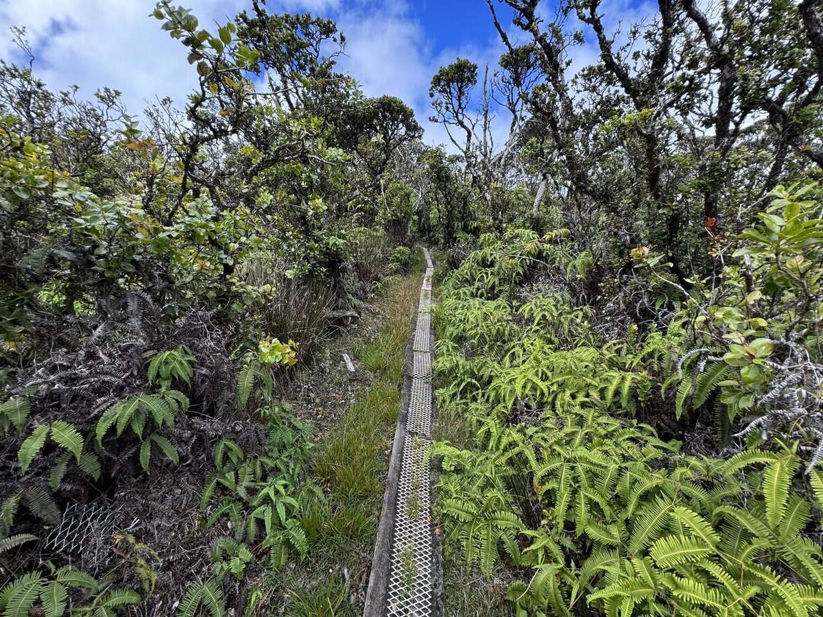 trek-the-enchanting-kamakou-preserve-boardwalk-trail