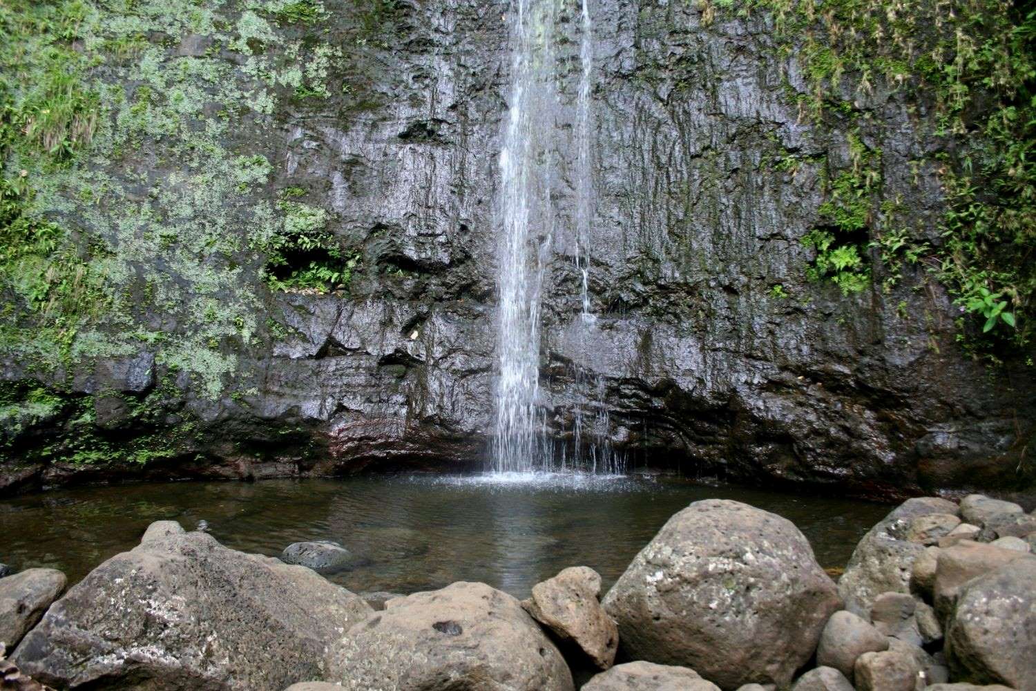 Trek-Through-Oahu8217s-Enchanting-Manoa-Falls-Rainforest trek-through-oahus-enchanting-manoa-falls-rainforest
