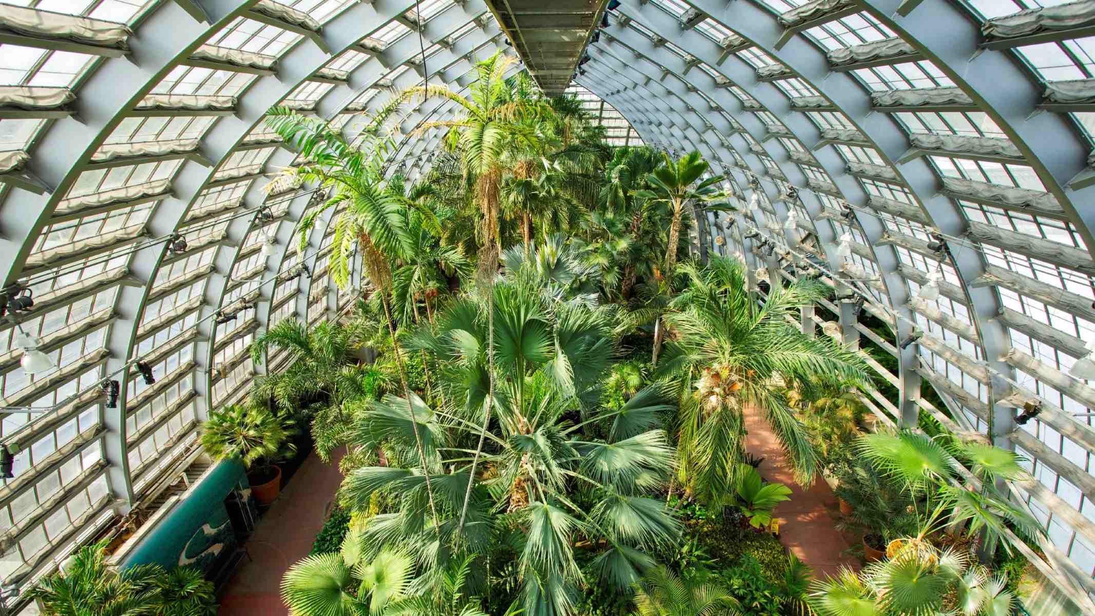 tropical-paradise-awaits-at-garfield-park-conservatory