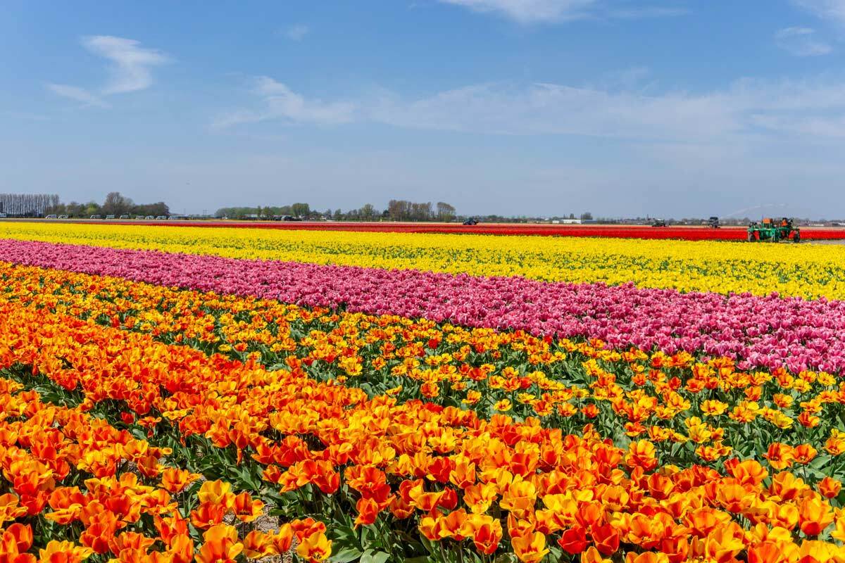 Tulip-Fields-In-The-Netherlands-All-You-Need-To-Know tulip-fields-in-the-netherlands-all-you-need-to-know