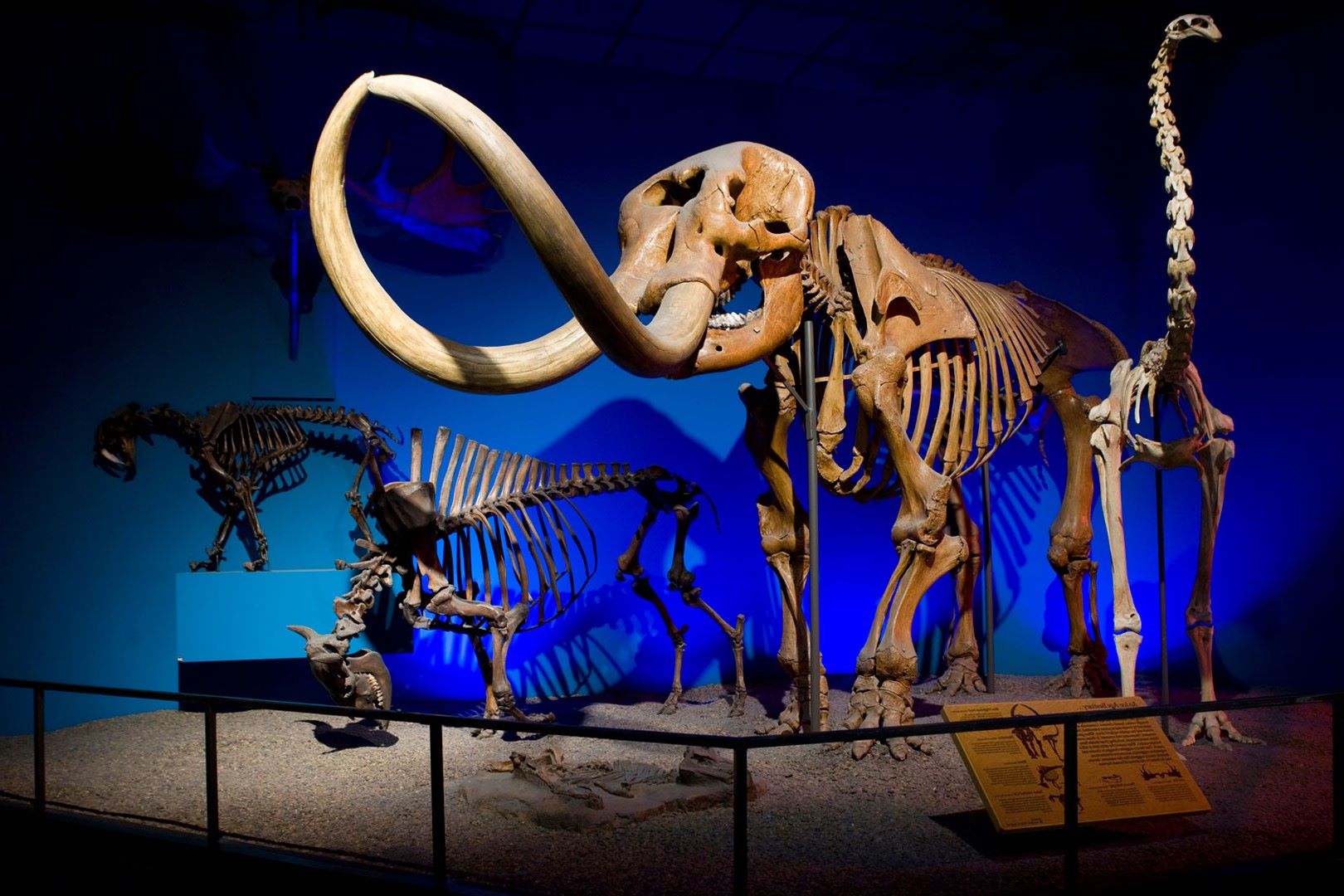 unveil-the-wonders-of-milwaukee-public-museum