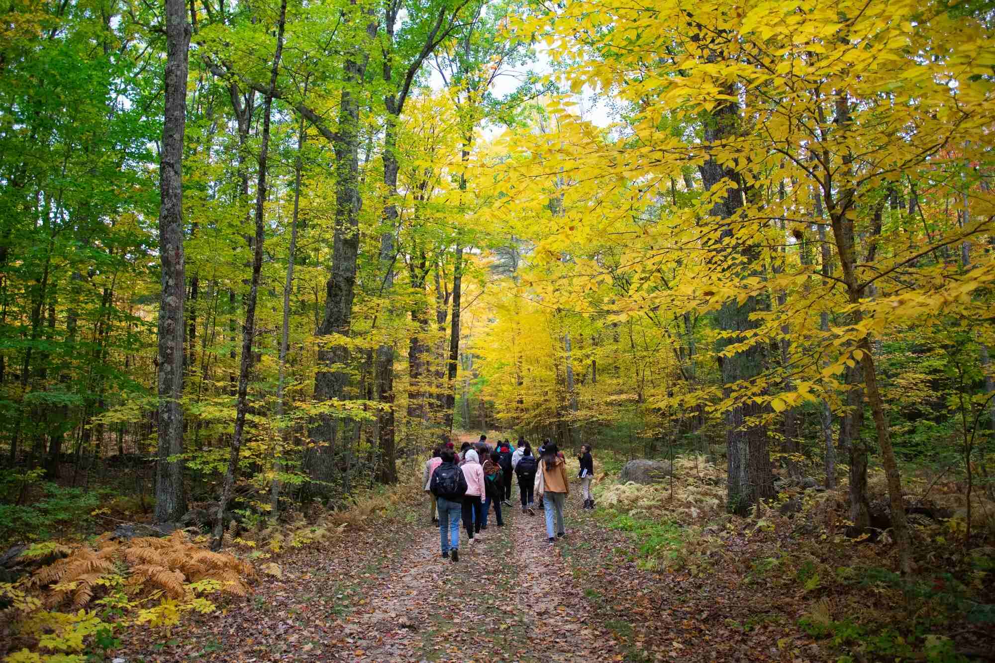 unveil-the-wonders-of-petershams-harvard-forest