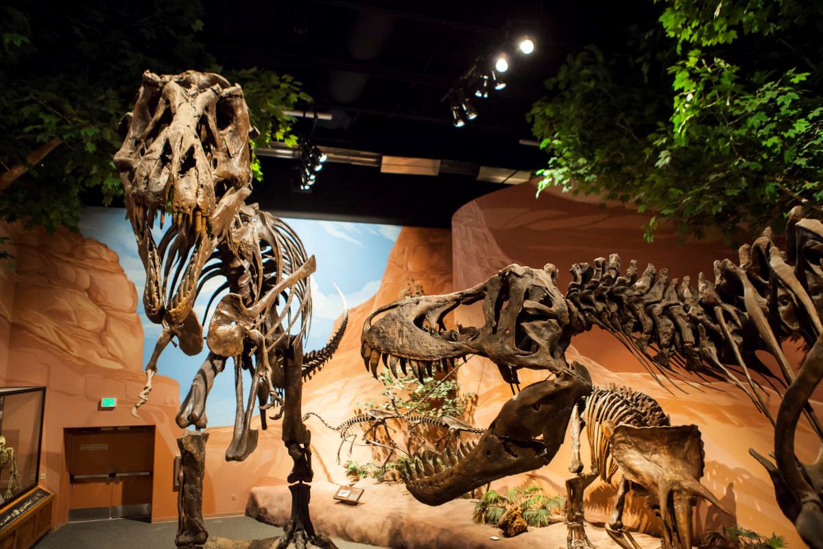 unveil-the-wonders-of-thanksgiving-points-ancient-life-museum