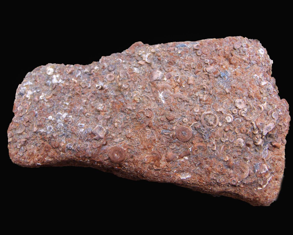 Unveiling-The-Enigmatic-Fossil-Coral-Reefs-Of-Michigan-TouristSecrets unveiling-the-enigmatic-fossil-coral-reefs-of-michigan-touristsecrets
