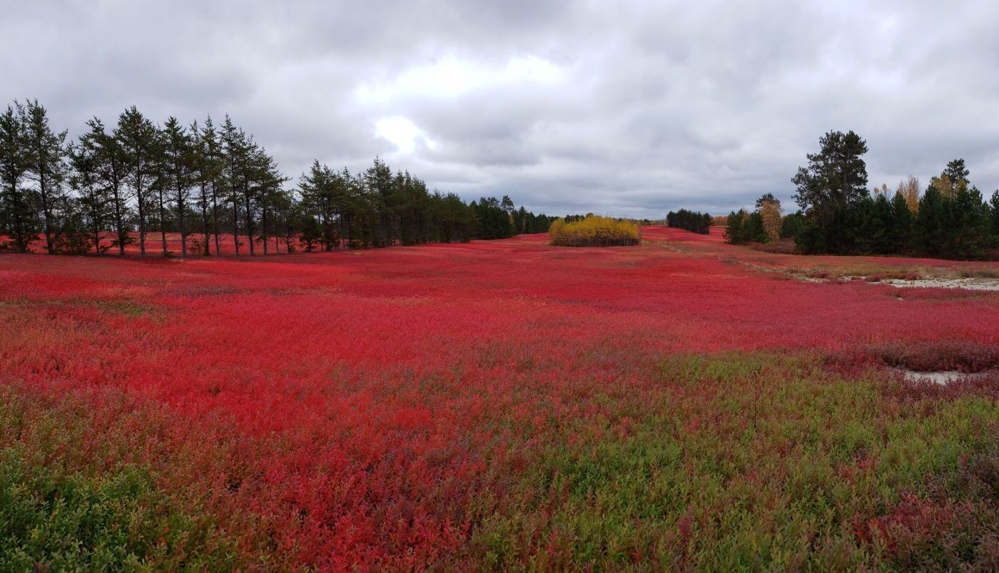 Unveiling-The-Hidden-Wild-Blueberry-Barrens-Of-Maine-TouristSecrets unveiling-the-hidden-wild-blueberry-barrens-of-maine-touristsecrets
