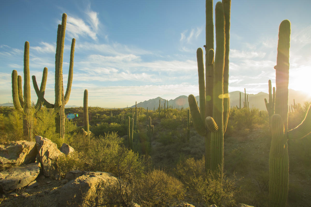 Unveiling-The-Mysteries-Of-The-Sonoran-Desert-TouristSecrets unveiling-the-mysteries-of-the-sonoran-desert-touristsecrets
