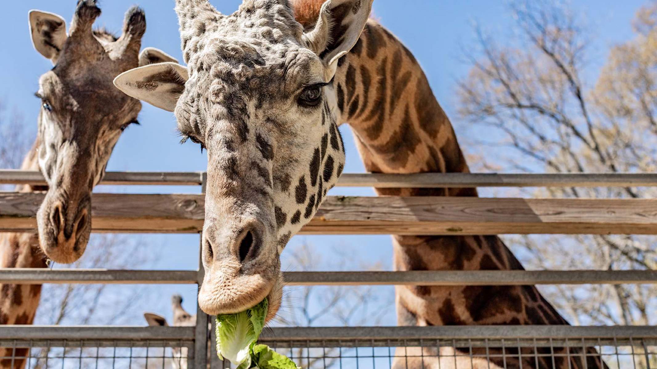 up-close-with-wildlife-at-greenville-zoo