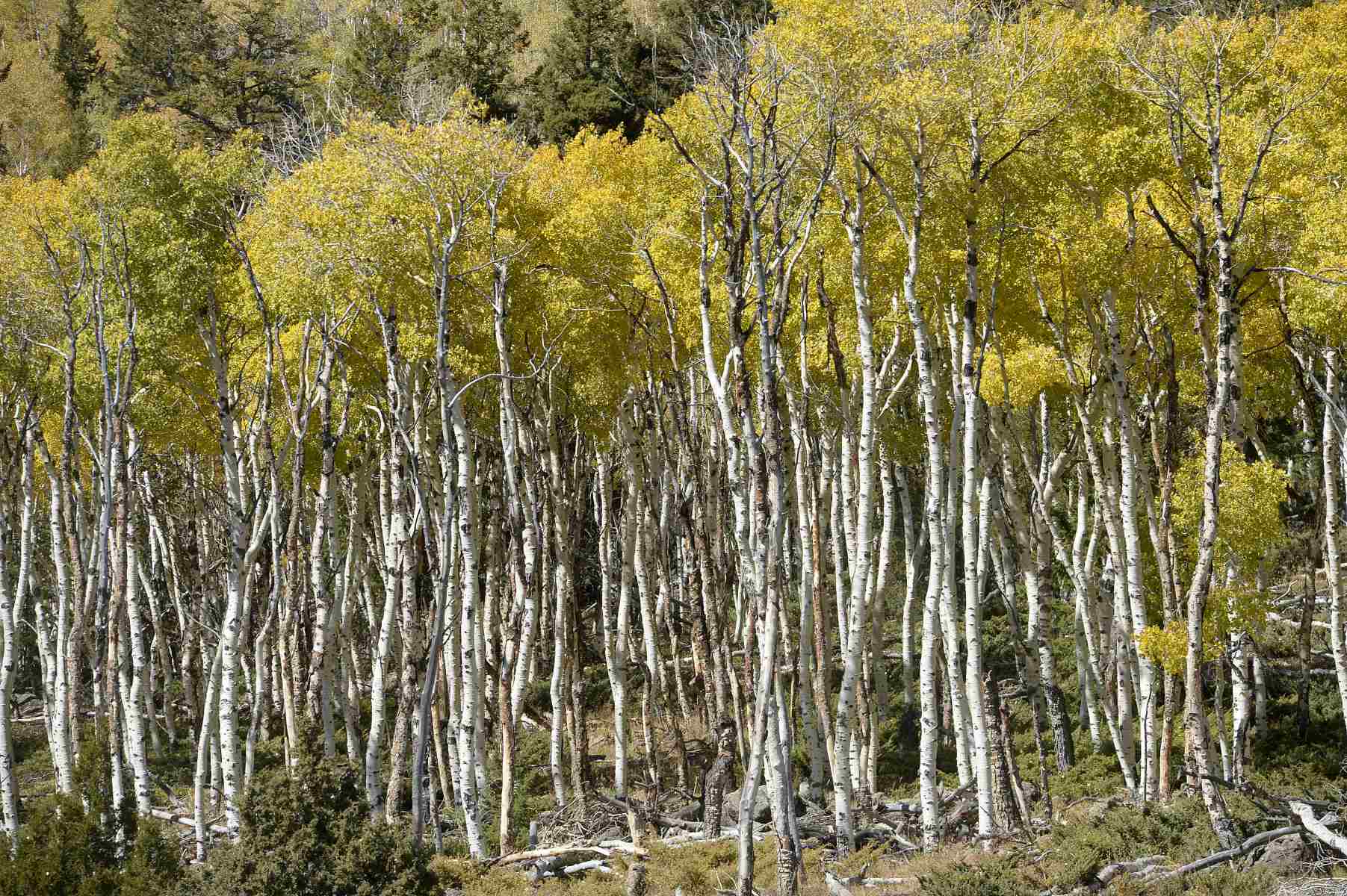 Utah8217s-Secret-Aspens-In-Golden-Autumn-Glades utahs-secret-aspens-in-golden-autumn-glades