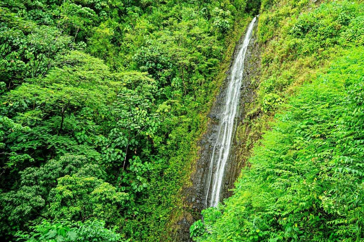 walk-among-giants-at-manoa-falls-jurassic-park-site