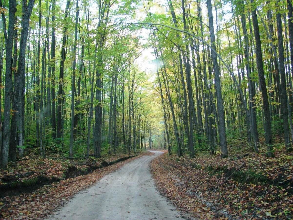 Wander-Through-Hartwick-Pines8217-Ancient-Forest wander-through-hartwick-pines-ancient-forest