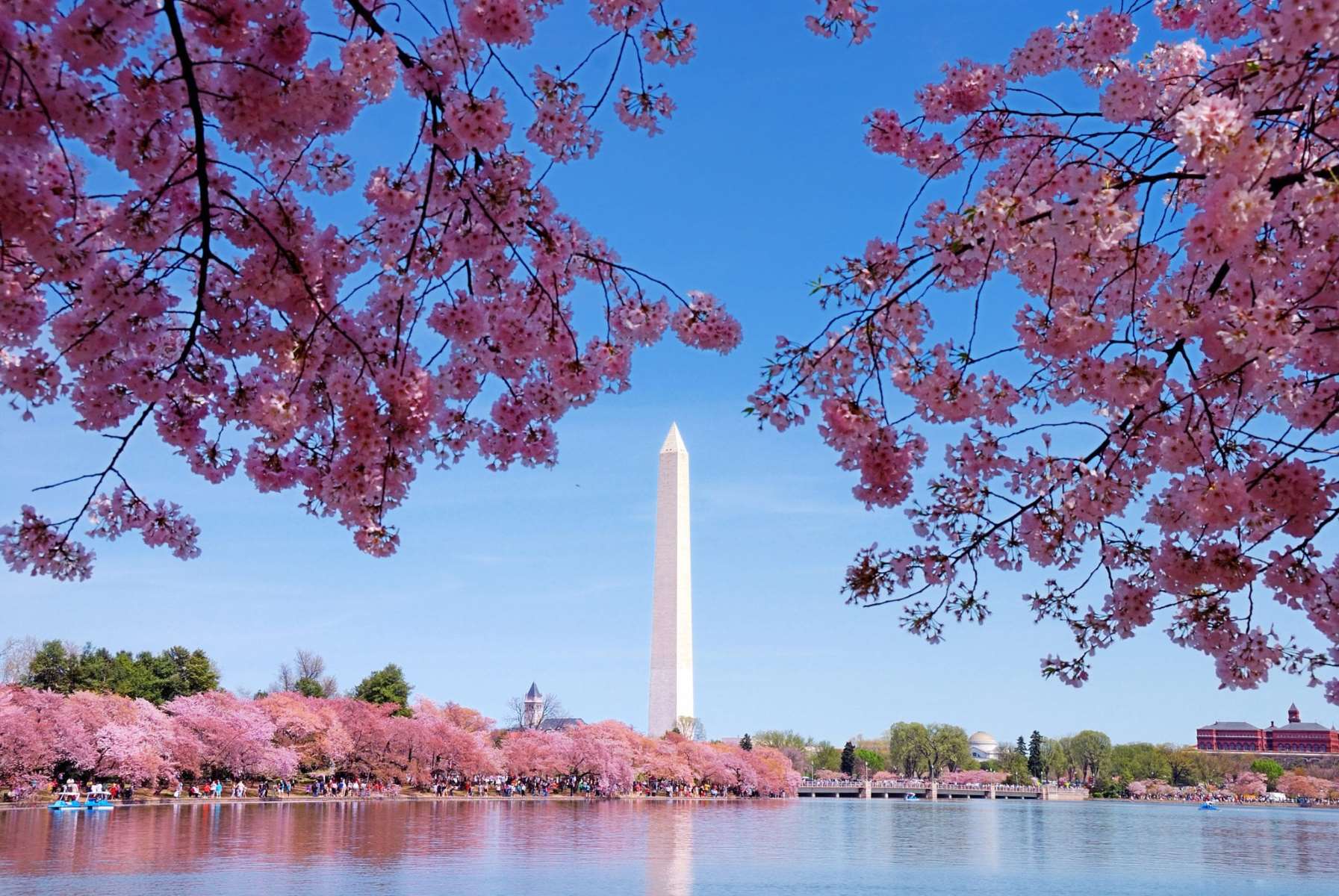 Washington8217s-Secret-Cherry-Blossom-Groves-Beyond-The-Tidal-Basin washingtons-secret-cherry-blossom-groves-beyond-the-tidal-basin