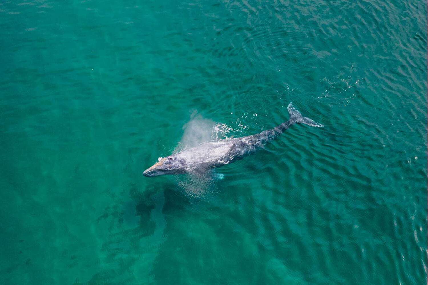 Whale-Whispers-Hidden-Birthing-Lagoons-In-Baja whale-whispers-hidden-birthing-lagoons-in-baja