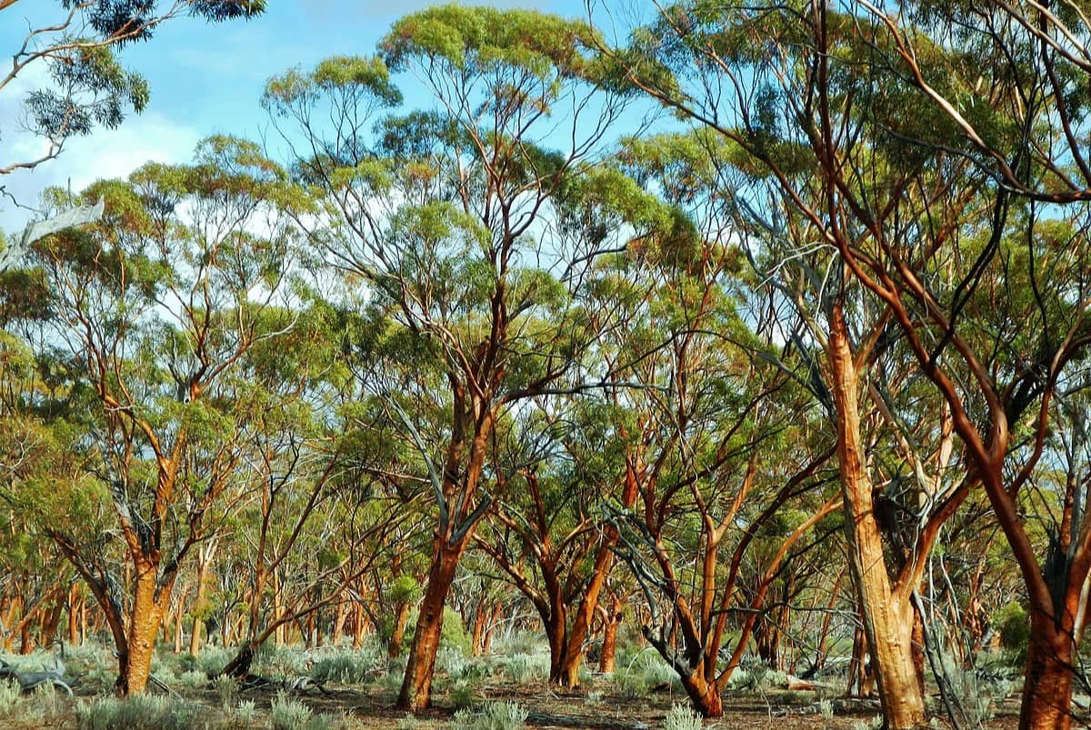 whispering-wattle-woodlands-of-the-outback-journey
