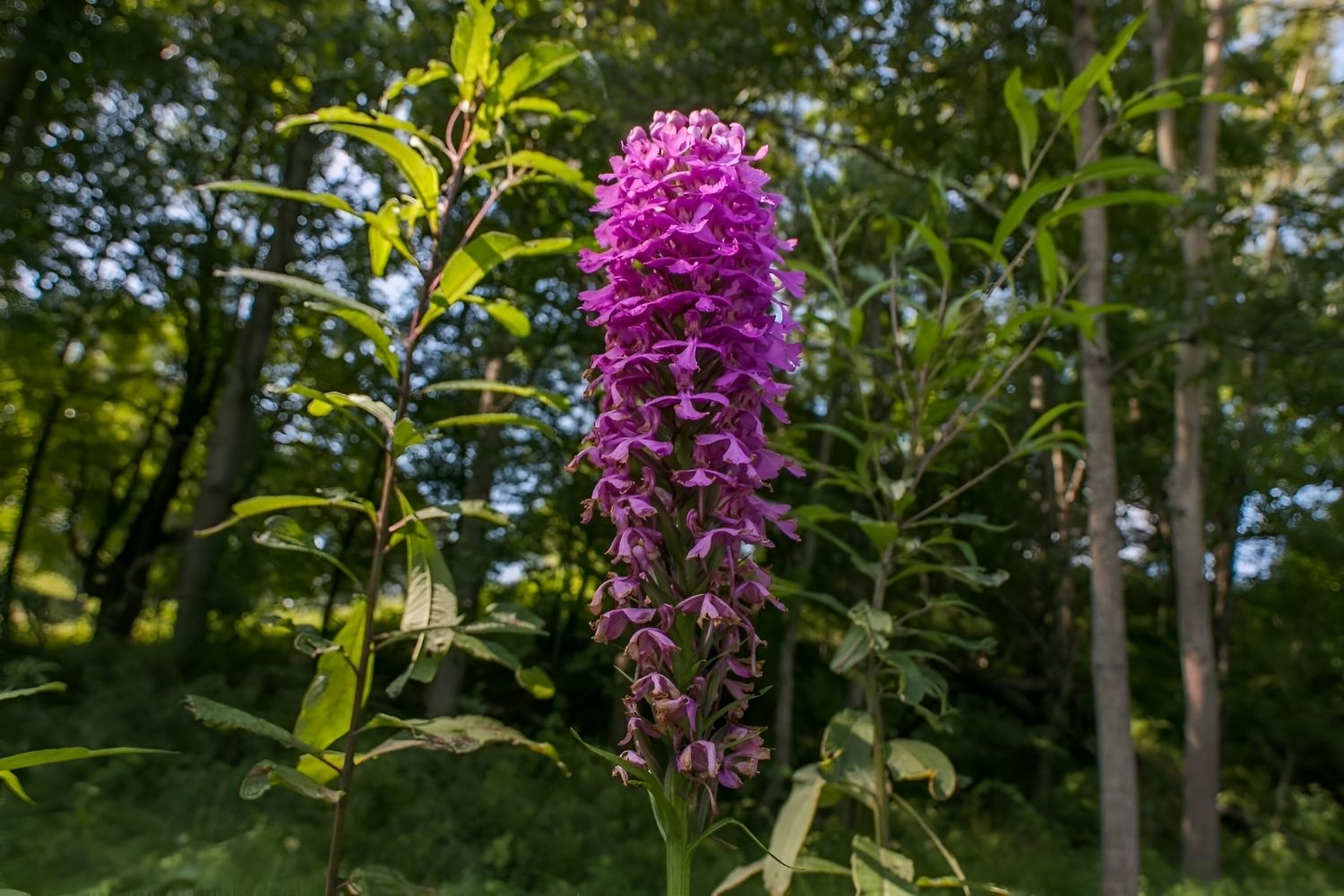 Whispering-Wild-Orchids-In-Virginia8217s-Shenandoah-Bogs whispering-wild-orchids-in-virginias-shenandoah-bogs
