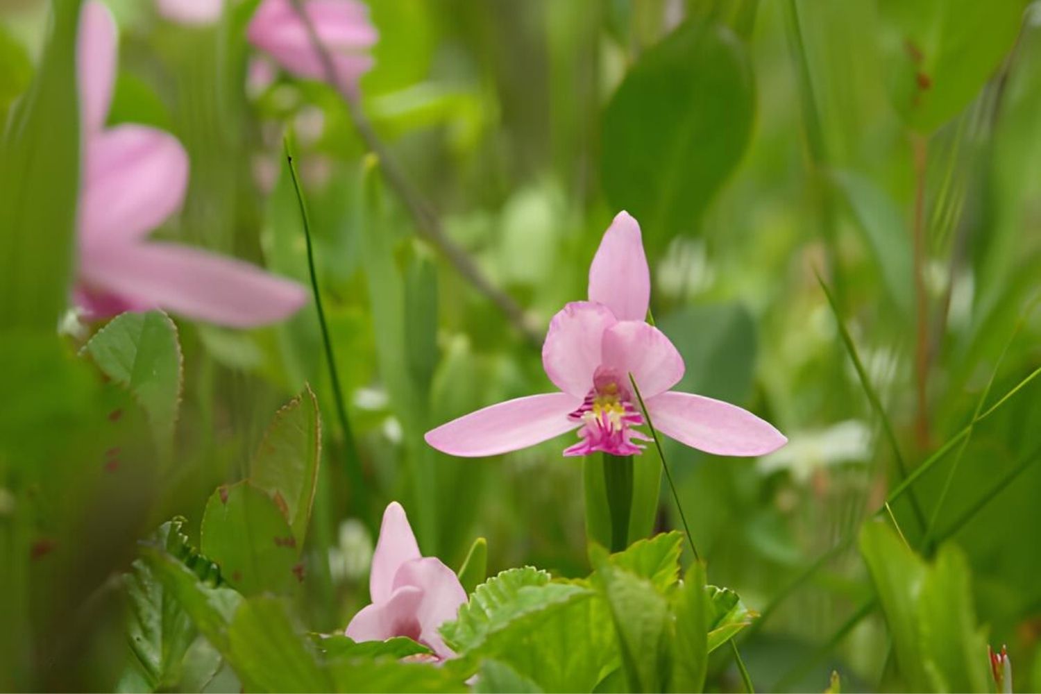Whispering-Wild-Orchids-Of-South-Carolina8217s-Hidden-Bogs whispering-wild-orchids-of-south-carolinas-hidden-bogs
