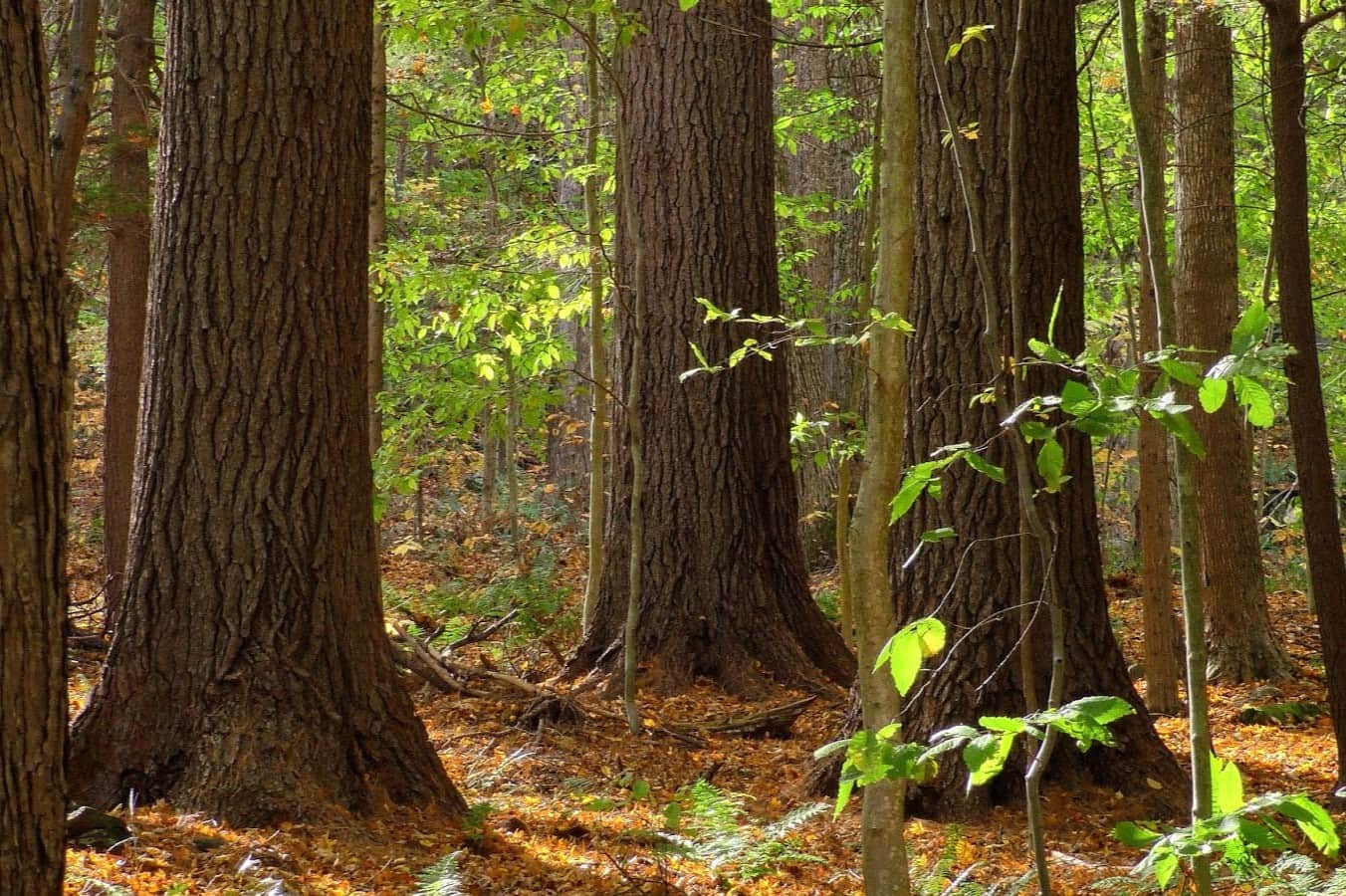 Whispers-In-The-White-Pines-Ancient-Grove-Secrets whispers-in-the-white-pines-ancient-grove-secrets