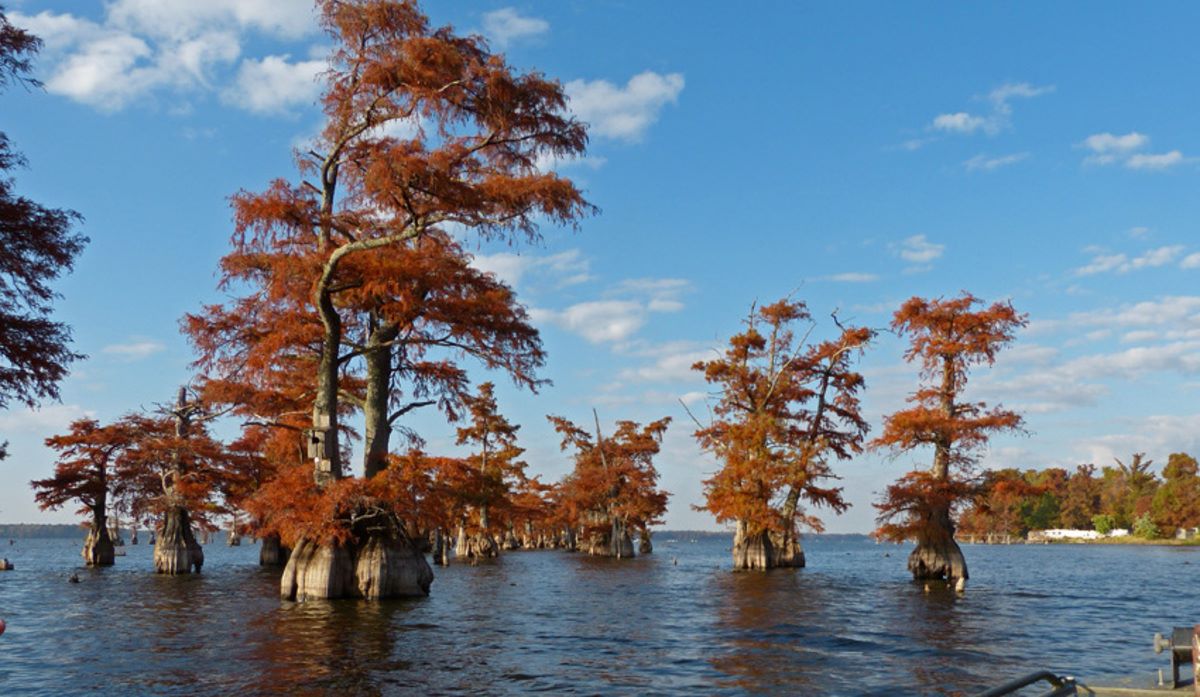 Whispers-In-The-Willows-Hidden-Bald-Cypress-Groves-Of-Tennessee8217s-Reelfoot-Lake whispers-in-the-willows-hidden-bald-cypress-groves-of-tennessees-reelfoot-lake