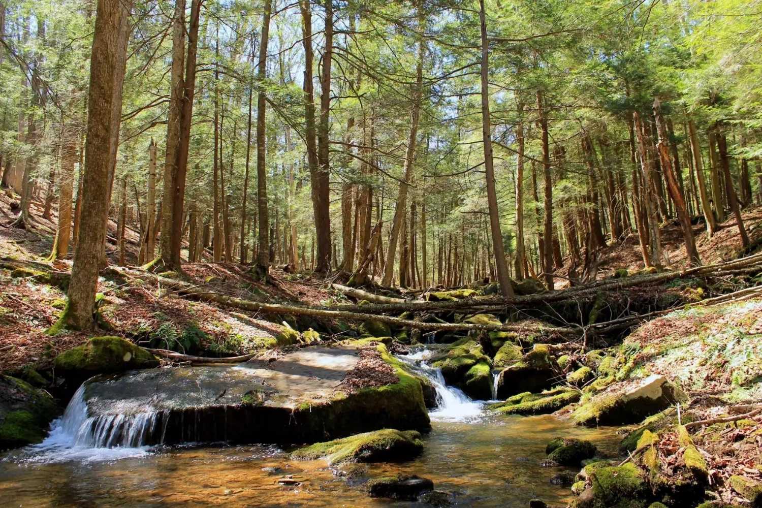 Whispers-In-The-Willows-Hidden-Hemlock-Groves-Of-Pennsylvania whispers-in-the-willows-hidden-hemlock-groves-of-pennsylvania