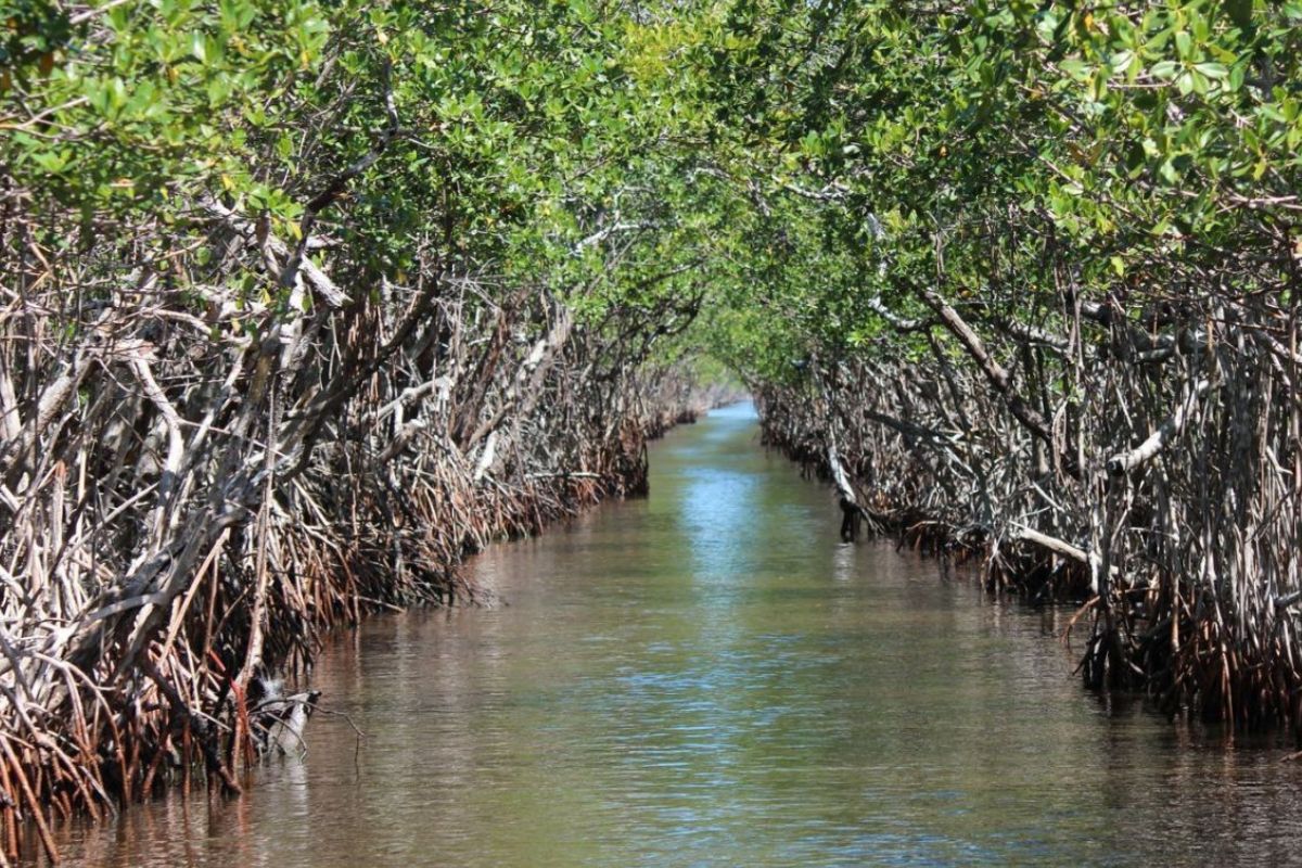 Whispers-In-The-Willows-Hidden-Mangrove-Tunnels-Of-Florida-Keys whispers-in-the-willows-hidden-mangrove-tunnels-of-florida-keys