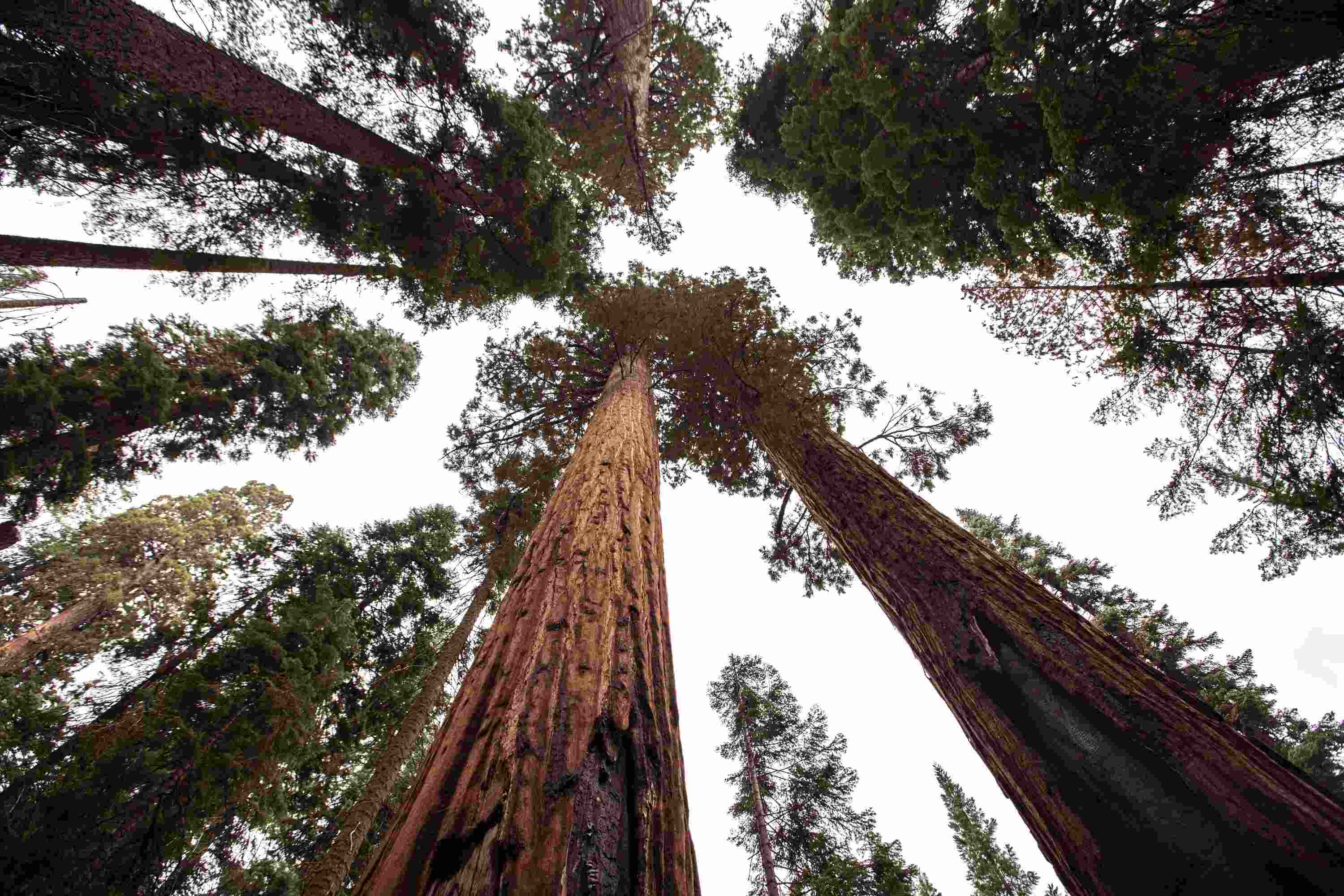Whispers-In-The-Willows-Hidden-Sequoia-Groves-Of-California whispers-in-the-willows-hidden-sequoia-groves-of-california