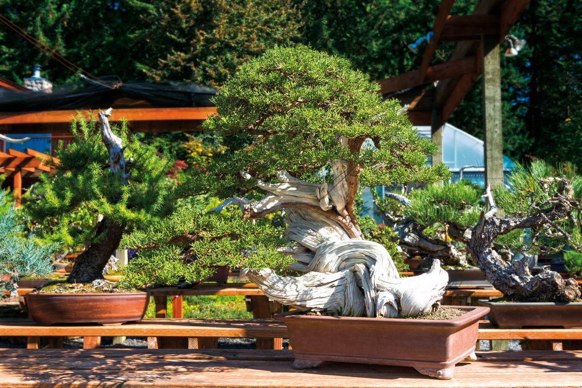 whispers-in-the-willows-secret-bonsai-gardens-of-the-pacific-northwest-touristsecrets