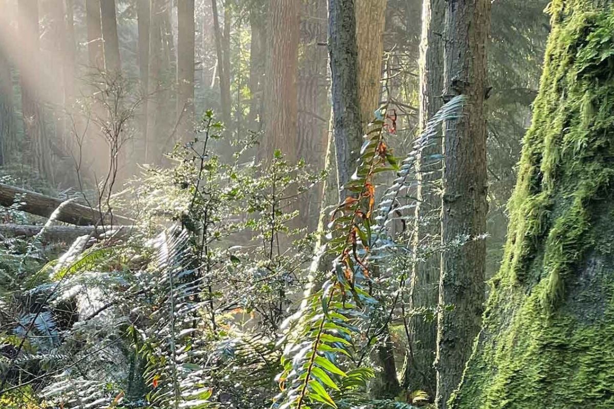 Whispers-In-The-Willows-Secret-Forests-Of-The-Pacific-Northwest whispers-in-the-willows-secret-forests-of-the-pacific-northwest