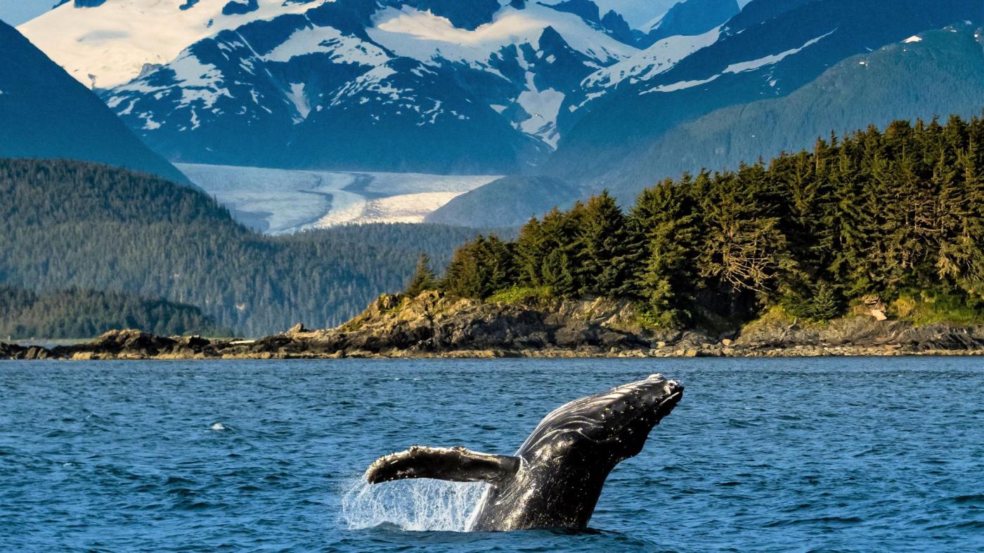 Whispers-Of-The-Whales8217-Secret-Migration-Paths-In-Alaska whispers-of-the-whales-secret-migration-paths-in-alaska