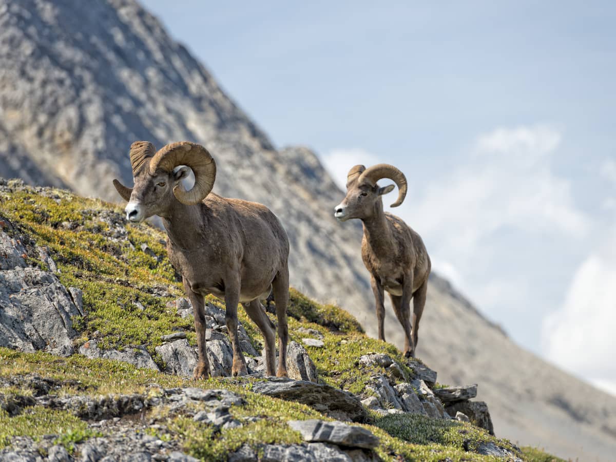 Whispers-Of-The-Wild-Hidden-Bighorn-Sheep-Paths-In-Montana whispers-of-the-wild-hidden-bighorn-sheep-paths-in-montana