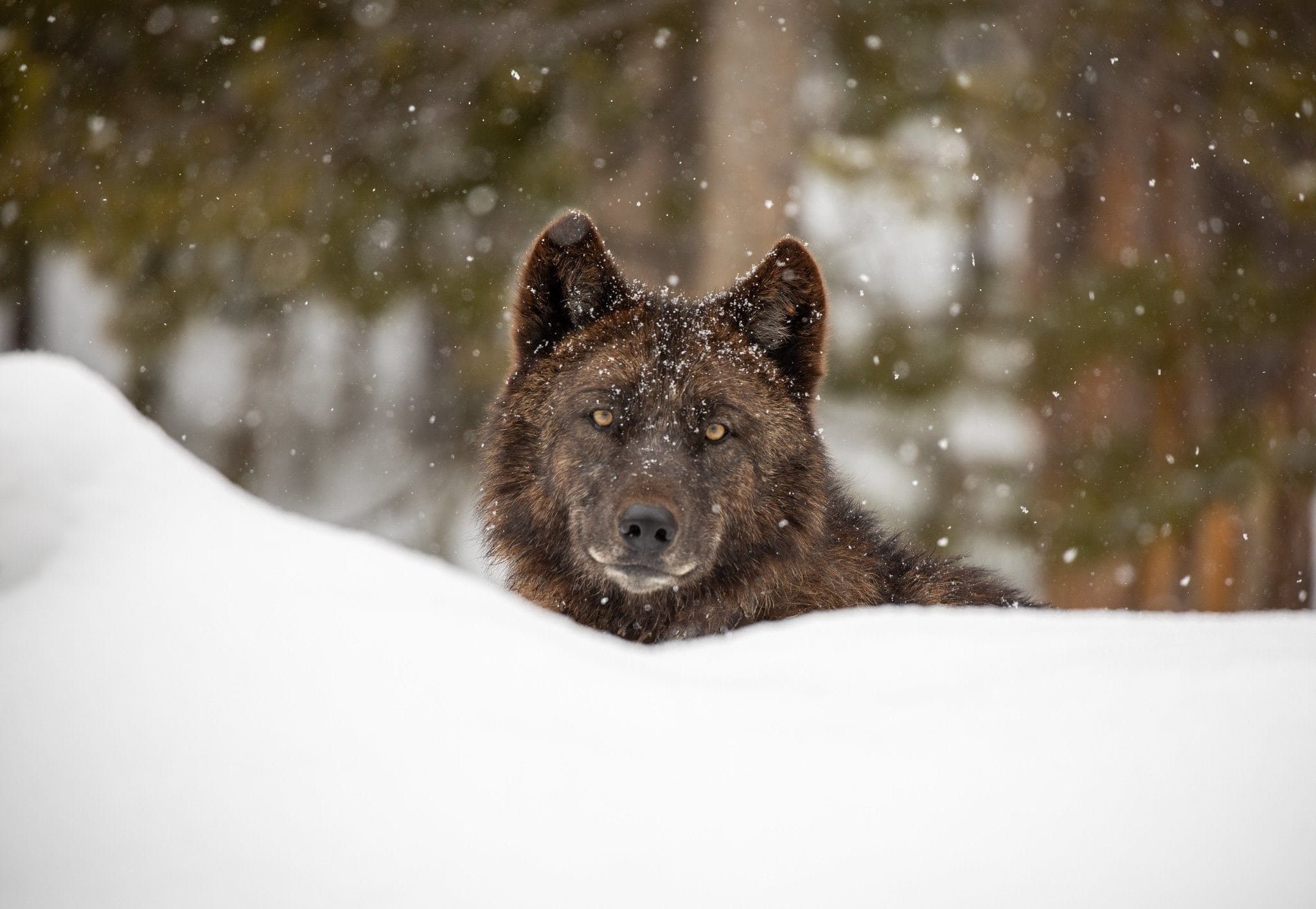 Whispers-Of-The-Wolves-Hidden-Howling-Spots-In-Yellowstone whispers-of-the-wolves-hidden-howling-spots-in-yellowstone